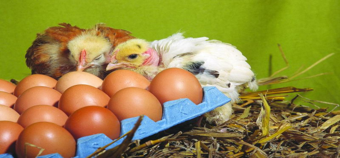 Production Eggs