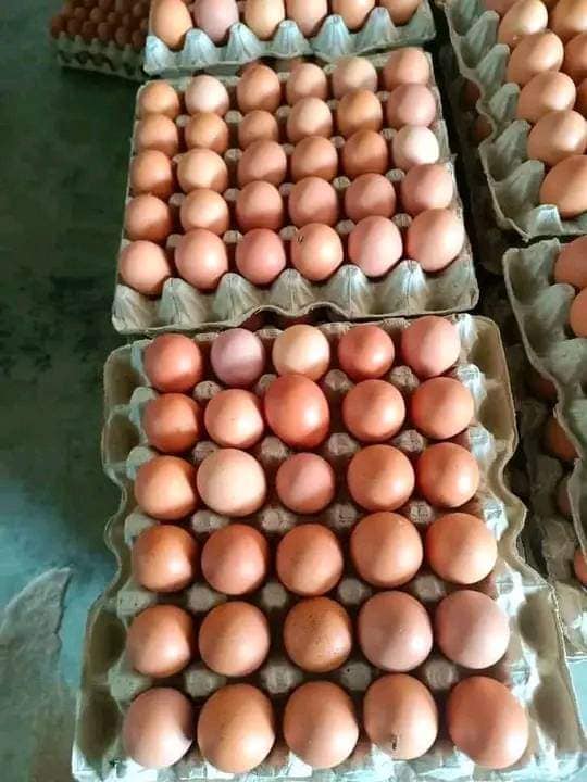 Distributeur d'oeuf au mali
